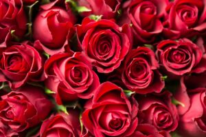 Valentineの意味(pexels-picjumbocom-196664)