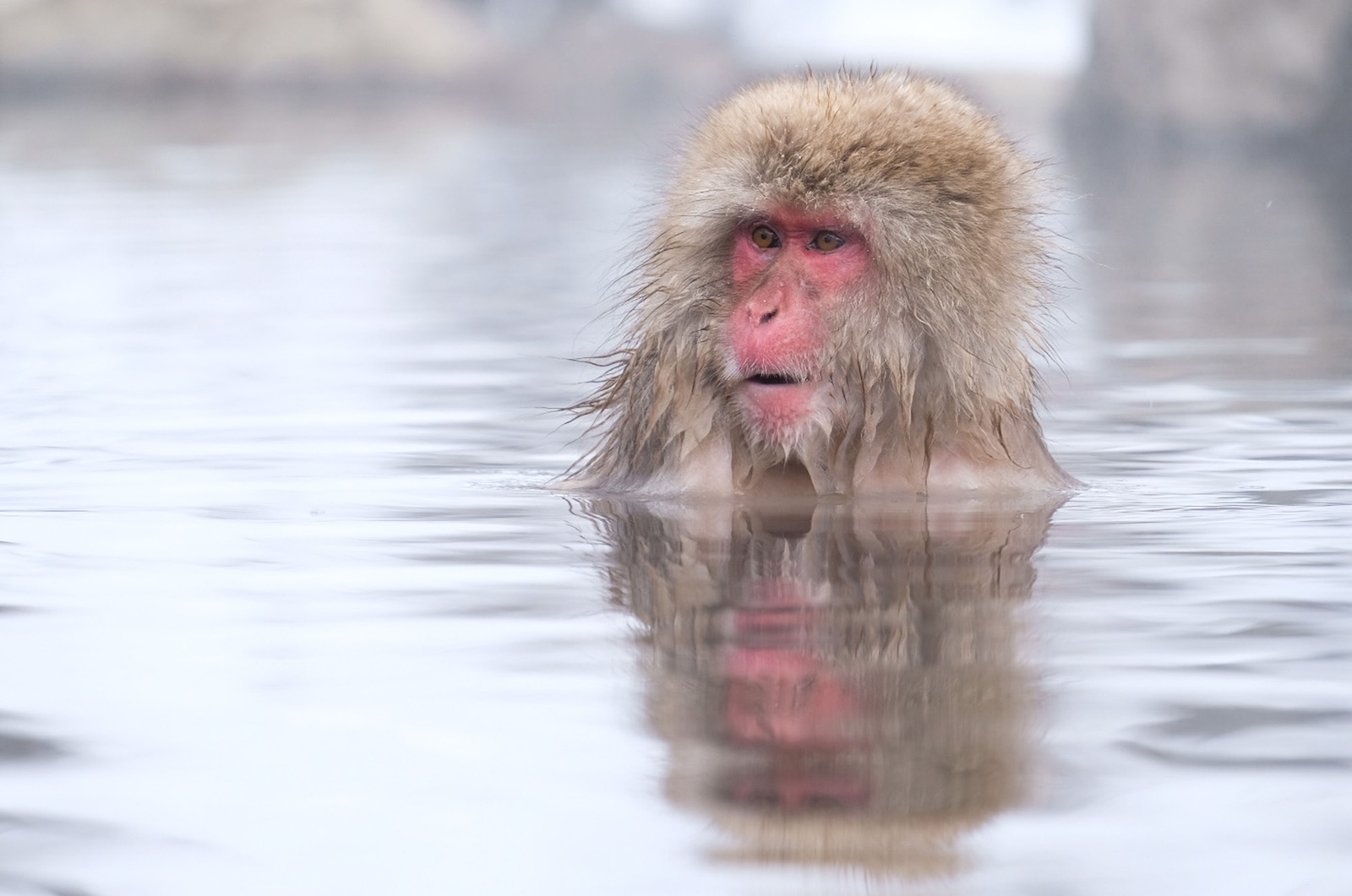snowmonkey